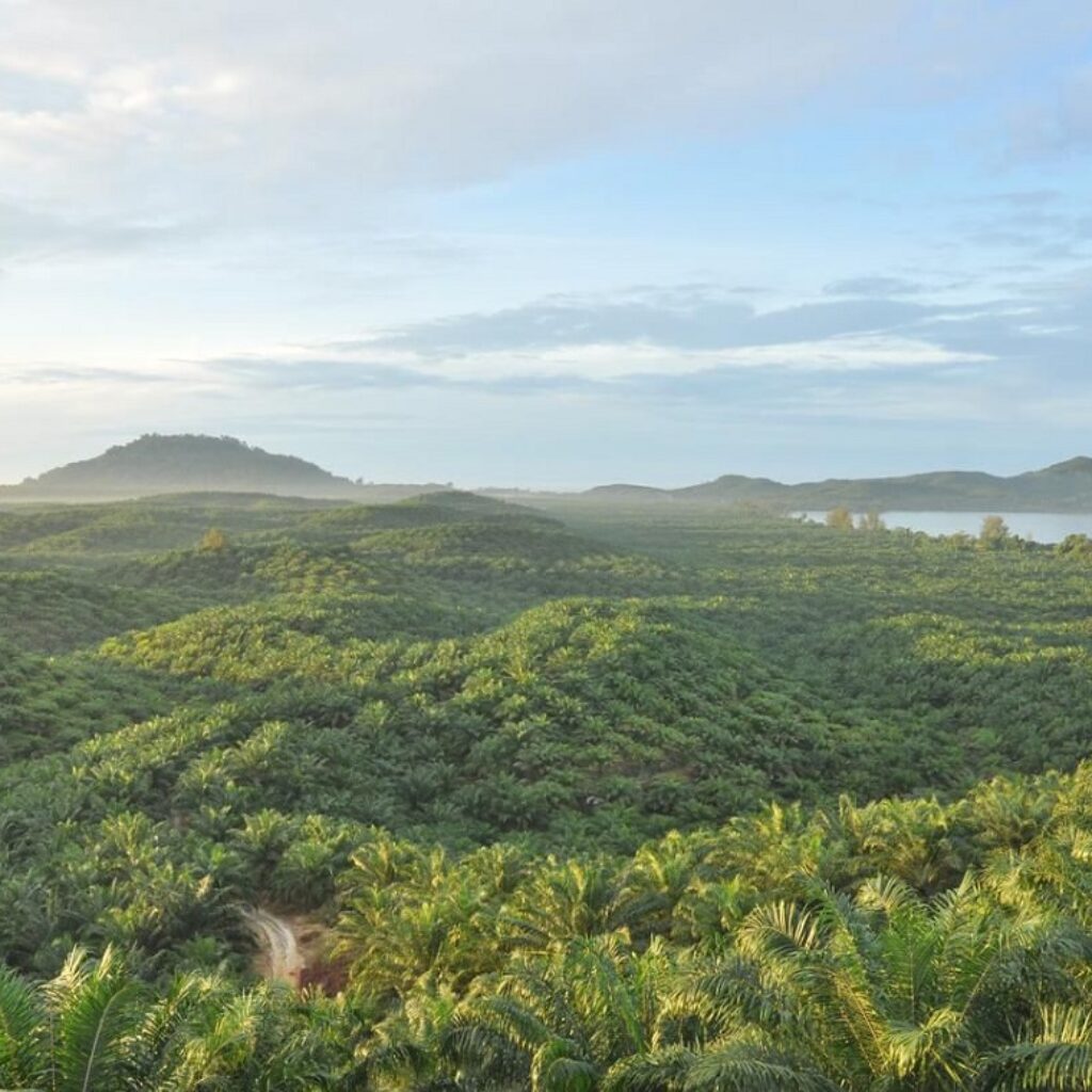 Dikuasai Secara Ilegal, PTPN IV PalmCo Pulihkan Kepemilikan 223,05 Hektare Lahan dengan Humanis Tanpa Konflik