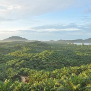Dikuasai Secara Ilegal, PTPN IV PalmCo Pulihkan Kepemilikan 223,05 Hektare Lahan dengan Humanis Tanpa Konflik