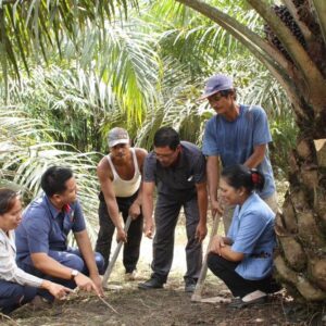 BPDP: PTPN IV PalmCo Terdepan Dampingi PSR, Luasan Capai 6.672 Hektare Secara Nasional