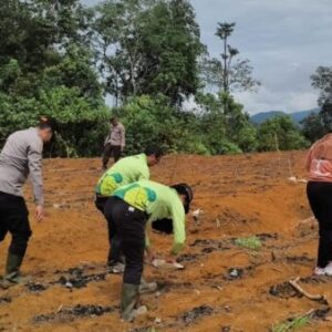 Penanaman Jagung Hibrida Ketapang Digencarkan, Polsek Nanga Tayap Turun Langsung