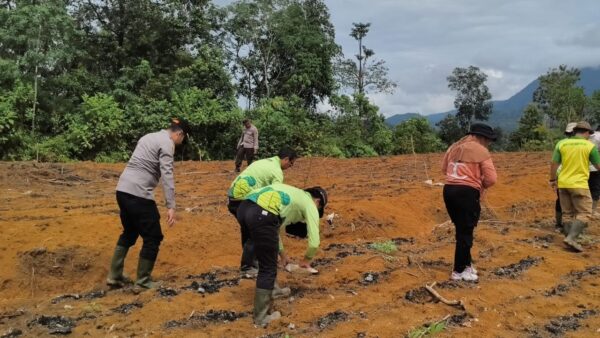 Penanaman jagung hibrida oleh Polsek Nanga Tayap dan kelompok tani di Ketapang.