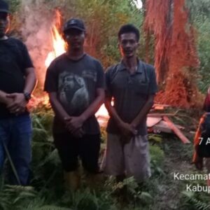 Penggerebekan Narkoba di Simalungun: Gubuk Lapak Narkotika di Nagori Boluk Dibakar Polisi