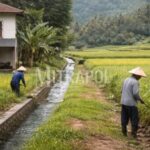 Aktivitas petani di lahan pertanian Desa Bumisari Cikidang Sukabumi
