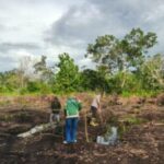 Polsek Matan Hilir Utara bersama masyarakat menanam jagung hibrida.