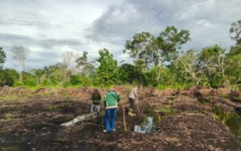 Polsek Matan Hilir Utara bersama masyarakat menanam jagung hibrida.
