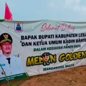 30 Ton Melon Premium Lebak Siap Panen, Petani Binaan Kadin Banten Tembus Pasar Jakarta dan Tangerang