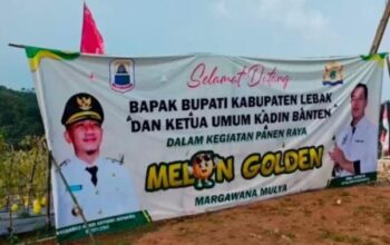 30 Ton Melon Premium Lebak Siap Panen