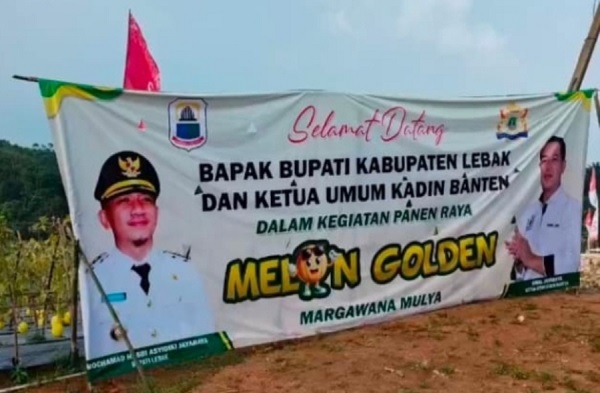 30 Ton Melon Premium Lebak Siap Panen