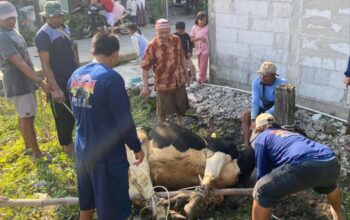 Idul Adha 2026, IKHROM Demak Distribusikan 700 Paket Daging Qurban, Naik Signifikan dari Tahun Lalu