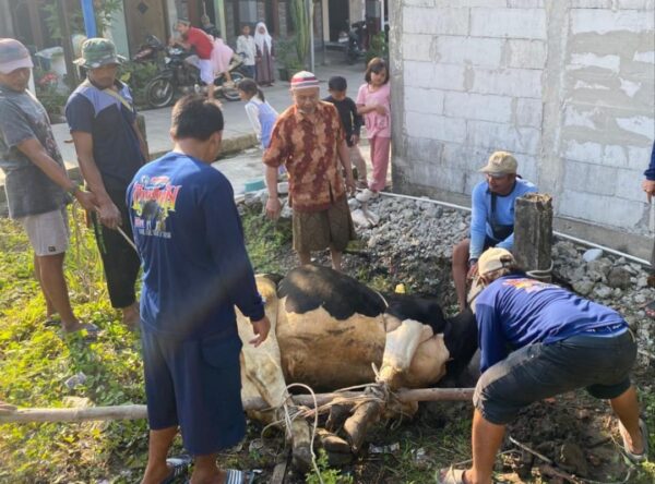 Idul Adha 2026, IKHROM Demak Distribusikan 700 Paket Daging Qurban, Naik Signifikan dari Tahun Lalu