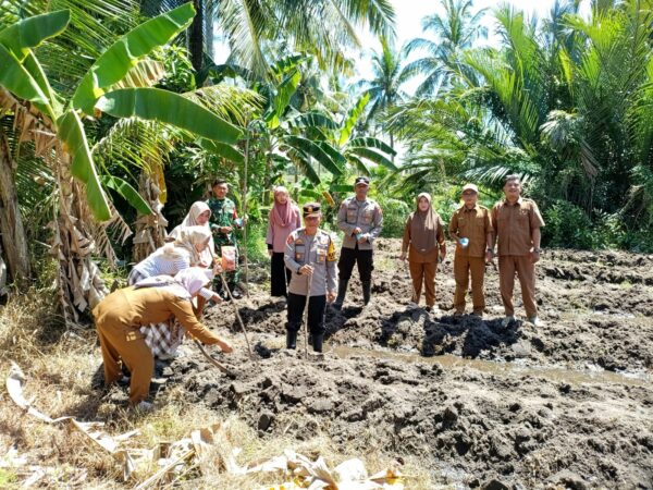 Kapolsek Matan Hilir Selatan Pimpin Penanaman Jagung Hibrida di Ketapang, Perkuat Ketahanan Pangan Nasional