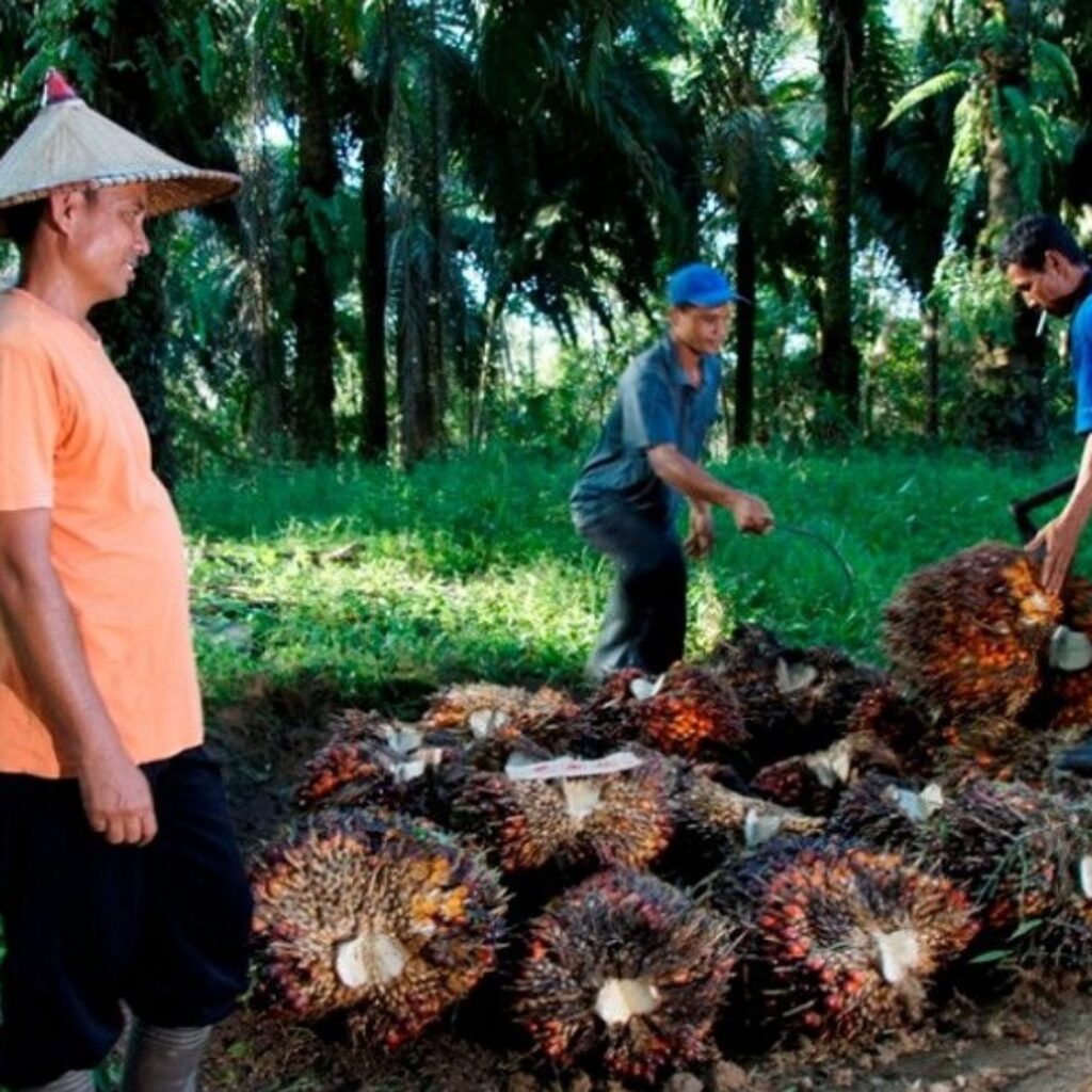 Di Tengah Gejolak Harga TBS, PalmCo Jaga Pembelian Sawit Petani Sesuai Ketentuan Pemerintah