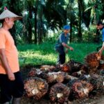 Di Tengah Gejolak Harga TBS, PalmCo Jaga Pembelian Sawit Petani Sesuai Ketentuan Pemerintah