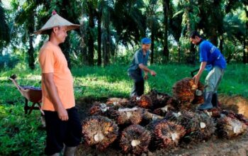 PalmCo Jaga Pembelian Sawit Petani Sesuai Ketentuan Pemerintah
