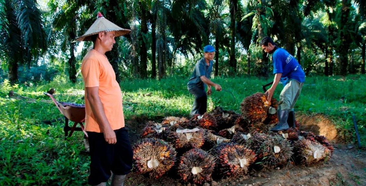 PalmCo Jaga Pembelian Sawit Petani Sesuai Ketentuan Pemerintah