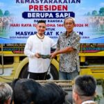 Pemkab Lebak Terima Bantuan Sapi Kurban Presiden, Bobotnya Capai 1 Ton Lebih