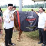 Polda Sumut Sembelih 31 Sapi Kurban Idul Adha 2026, Daging Dibagikan dalam 4.976 Paket