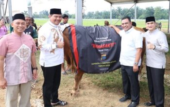 Polda Sumut Sembelih 31 Sapi Kurban Idul Adha 2026