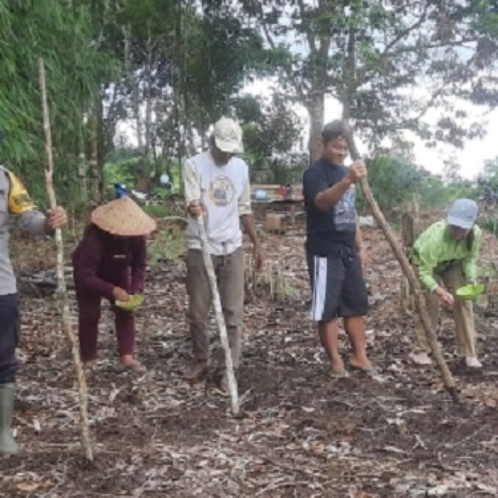 Dukung Ketahanan Pangan Nasional, Polsek Nanga Tayap dan Poktan Bongang Bedulur Tanam Jagung Hibrida