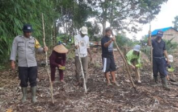 Polsek Nanga Tayap dan Poktan Bongang Bedulur Tanam Jagung Hibrida