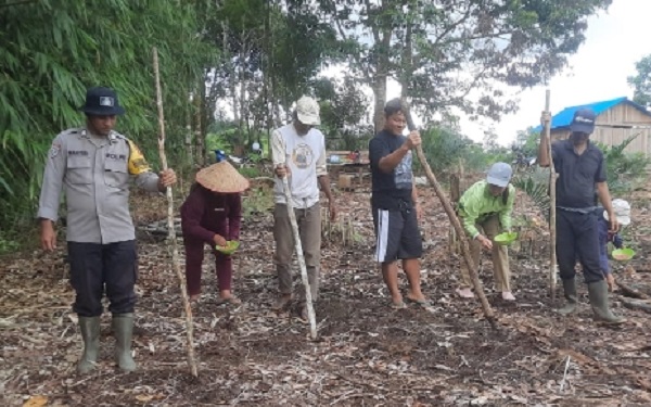 Polsek Nanga Tayap dan Poktan Bongang Bedulur Tanam Jagung Hibrida