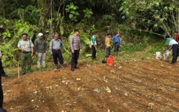 Polsek Sandai Bersama Pemdes dan Perusahaan Tanam Jagung Hibrida
