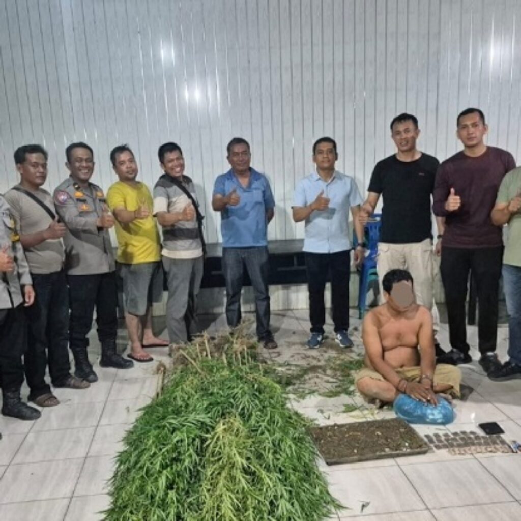 Sita 40 Batang dan 38 Paket Siap Edar, Polsek Tanjung Morawa Bongkar Ladang Ganja