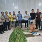 Polsek Tanjung Morawa Bongkar Ladang Ganja