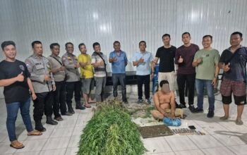 Polsek Tanjung Morawa Bongkar Ladang Ganja