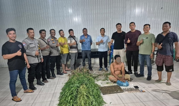 Polsek Tanjung Morawa Bongkar Ladang Ganja