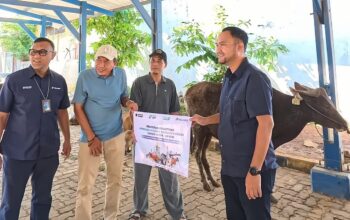 Program CSR Pelindo Sunda Kelapa Salurkan 6 Sapi Kurban