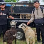 Warga RT 02 Cipondoh Kompak Gelar Qurban Idul Adha 1447 H, PHBI Musholla Al Ikhlas Apresiasi Semangat Gotong Royong