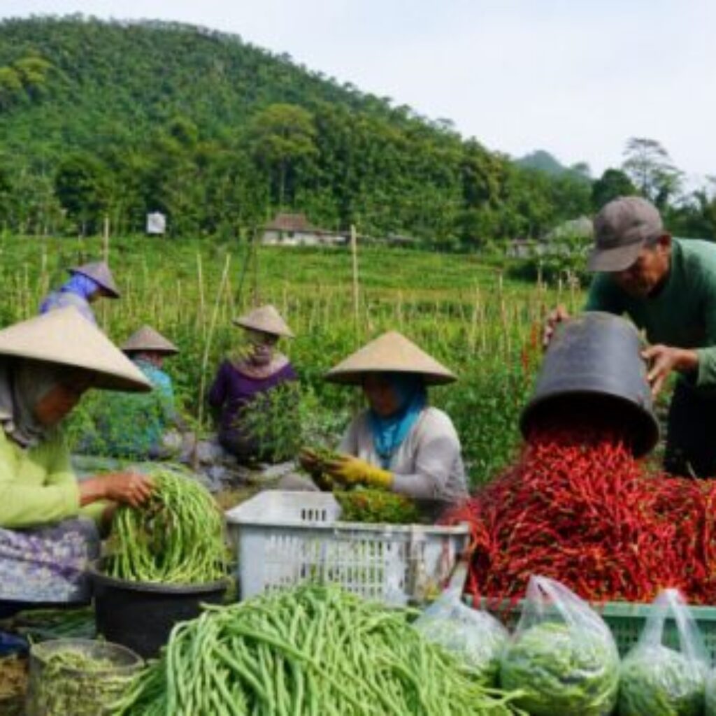 Desa Cianaga Sukabumi Panen Melimpah, Hortikultura hingga Domba Jadi Andalan