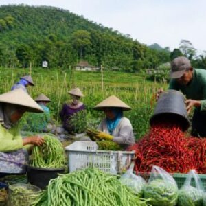 Desa Cianaga Sukabumi Panen Melimpah, Hortikultura hingga Domba Jadi Andalan