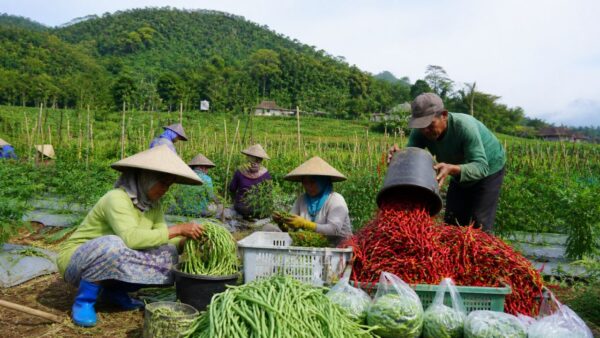 Aktivitas petani dan peternak di Desa Cianaga Sukabumi