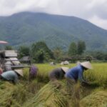 Potensi pertanian dan peternakan Desa Limusnunggal Sukabumi.