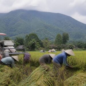 Potensi Besar Desa Limusnunggal Sukabumi, Lahan Luas Siap Dongkrak Ekonomi Warga