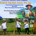 Bupati Hasbi dan Petani Tanam Padi PS 08, Lebak Siap Dukung Kedaulatan Pangan Nasional