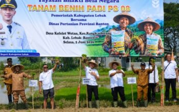 Bupati Hasbi dan Petani Tanam Padi PS 08