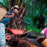 Hari Krida Pertanian 2026: PTPN IV PalmCo Serap 1,34 Juta Ton Sawit Rakyat, Perkuat Kesejahteraan Petani dan Program PSR
