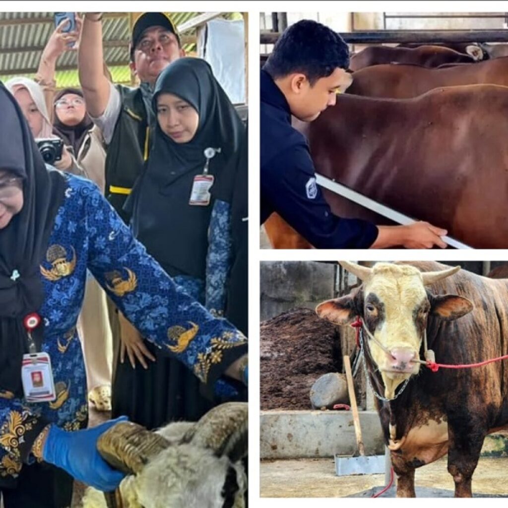 Iduladha 2026 di Lampung: Pemotongan Sapi Tembus 24.986 Ekor, Penjualan Ternak Kurban Naik 40 Persen