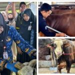 Iduladha 2026 di Lampung: Pemotongan Sapi Tembus 24.986 Ekor, Penjualan Ternak Kurban Naik 40 Persen