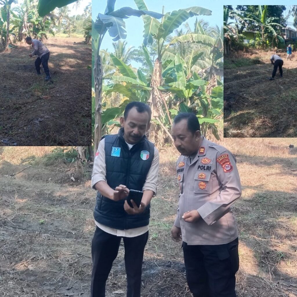 Dukung Swasembada Pangan, Kapolsek Carita Bersama Petani Gelar Tanam Jagung Hibrida