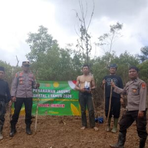 Dukung Program Presiden, Polsek Cirinten Tanam Jagung Varietas Unggul di Kabupaten Lebak