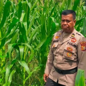 Dukung Swasembada Pangan, Polsek Tanah Putih Cek dan Rawat Lahan Jagung di Ujung Tanjung