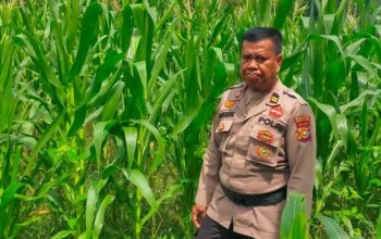 Polsek Tanah Putih Cek dan Rawat Lahan Jagung