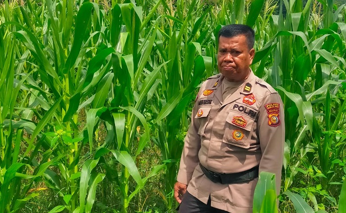 Polsek Tanah Putih Cek dan Rawat Lahan Jagung