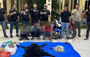 Ungkap Perdagangan Satwa Dilindungi, Polres Simalungun Sita 30 Kg Sisik Trenggiling dan Kulit Beruang Madu