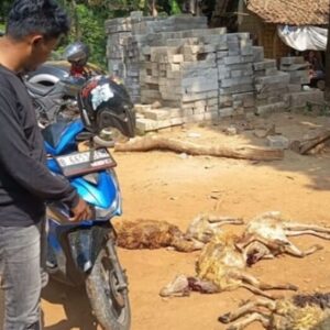 Aksi Pencurian 5 Kambing di Lebak Gagal Total, Pelaku Tinggalkan Motor hingga Jaket Saat Kabur