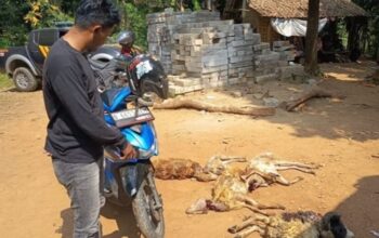 Aksi Pencurian 5 Kambing di Lebak Gagal Total